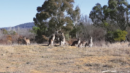 保護現有棲息地並創造新的棲息地。透過植物規劃，保存或新植當地樹種，創造多樣化生物棲地／李珍蒂