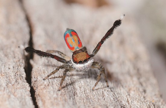 找尋蜘蛛活動帶領孩童認識灌木叢底下八隻腳生物的世界／耶拉伯姆巴拉濕地自然保護區提供