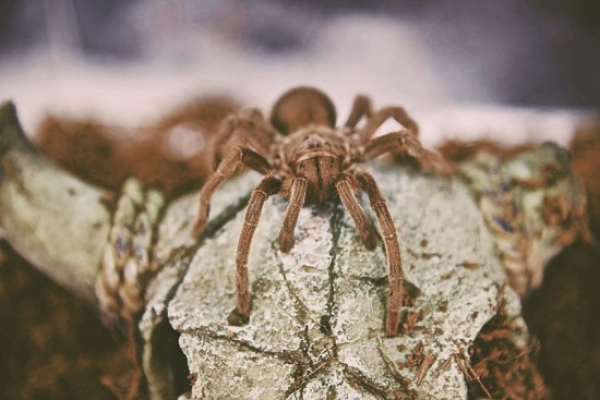 在隔天不用上課的週五傍晚來趟尋蛛之旅，看看能發現多少種蜘蛛／耶拉伯姆巴拉濕地自然保護區提供