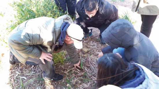 在灌叢地上仔細觀察昆蟲留下的線索／李維哲