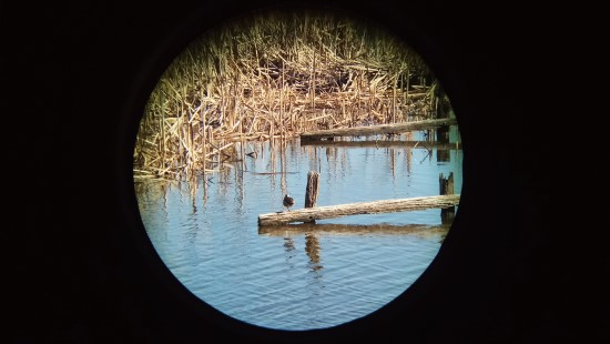 利用高倍數望遠鏡仔細觀察鳥類／李維哲