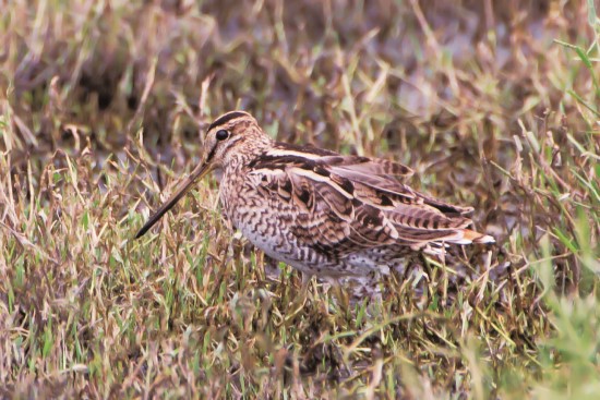 大田鷸（Latham’s Snipe）是耶拉伯姆巴拉濕地自然保護區重要代表／資料來源：創用CC（JJ Harrison 攝）