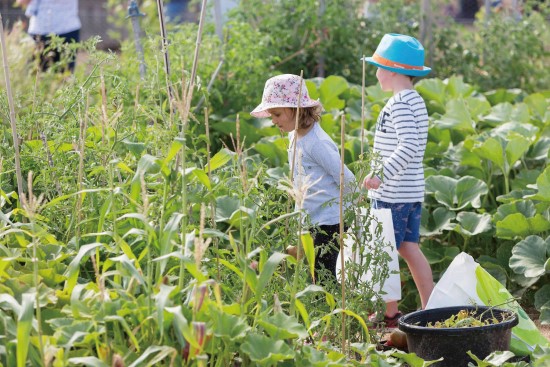 濕地保護區中特別開闢原住民傳統作物菜園，提供民眾認識原民文化與智慧／耶拉伯姆巴拉濕地自然保護區提供