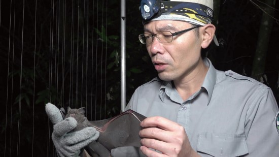 陳家鴻仔細檢查手中蝙蝠的狀態/內政部營建署國家公園組提供