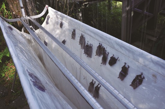 蝙蝠掉入豎琴網收集袋中很難逃脫,研究人員必須十分謹慎將其取出/雪管處提供(陳家鴻攝)