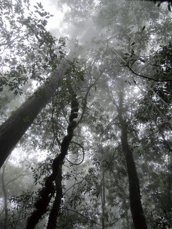 雪見地區林相完整,擁有豐富多樣的蝙蝠種類/雪管處提供(傅國銘攝)