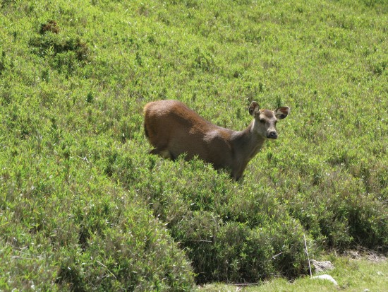 臺灣水鹿跨域研究,是國家公園生態保育研究的重要成果/太管處提供(林永賢攝