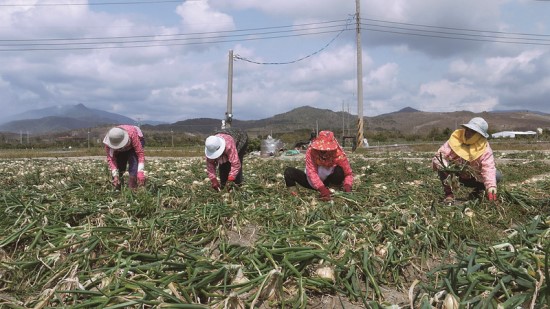 《半島山風揚蔥味》