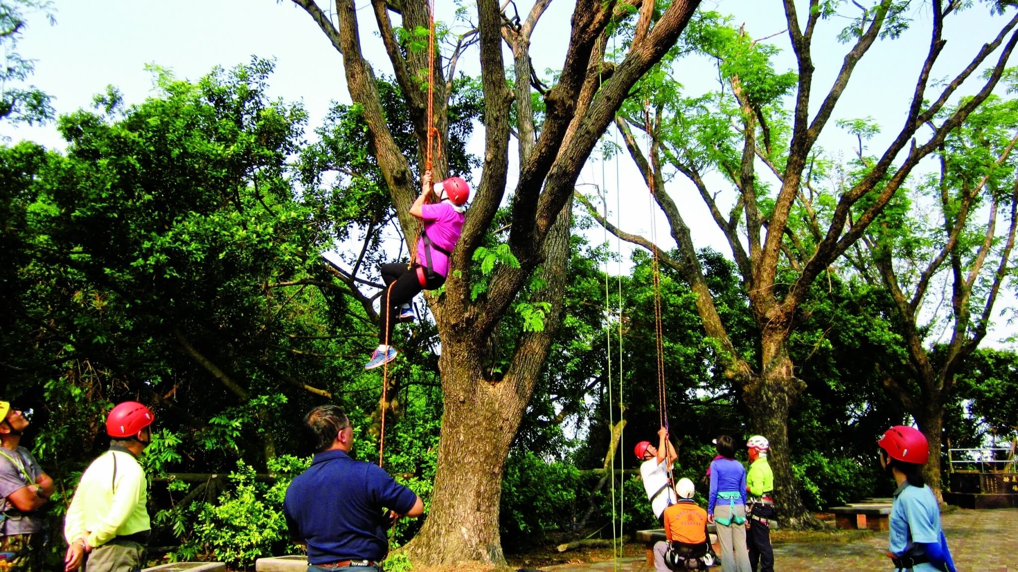 環境教育活動：攀樹體驗