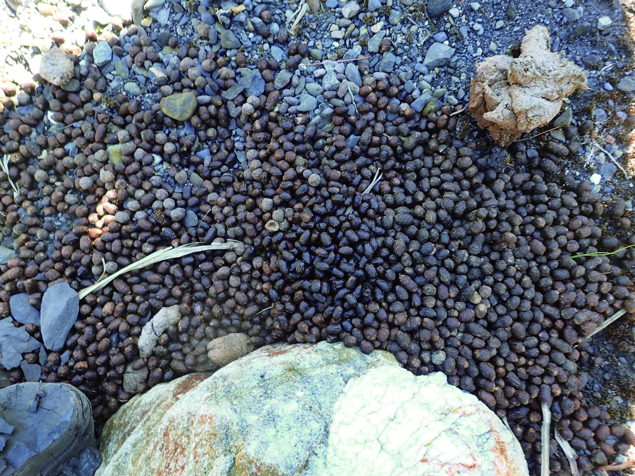 臺灣野山羊排遺