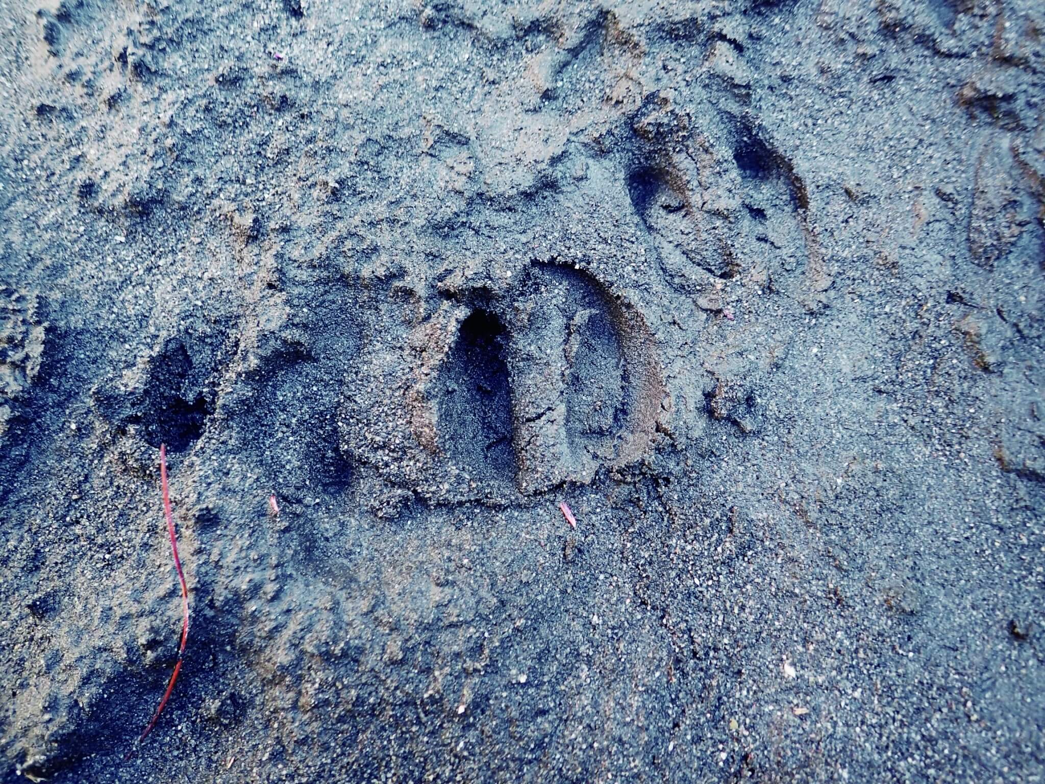 臺灣野生羊腳印