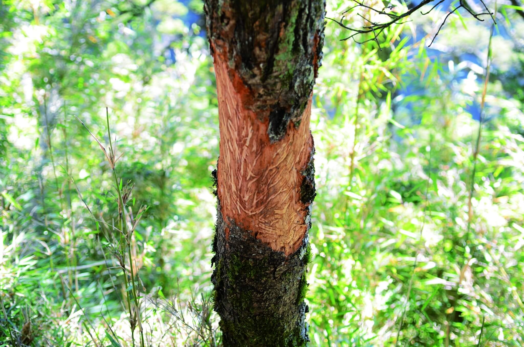 水鹿磨角痕跡 胡景程 攝