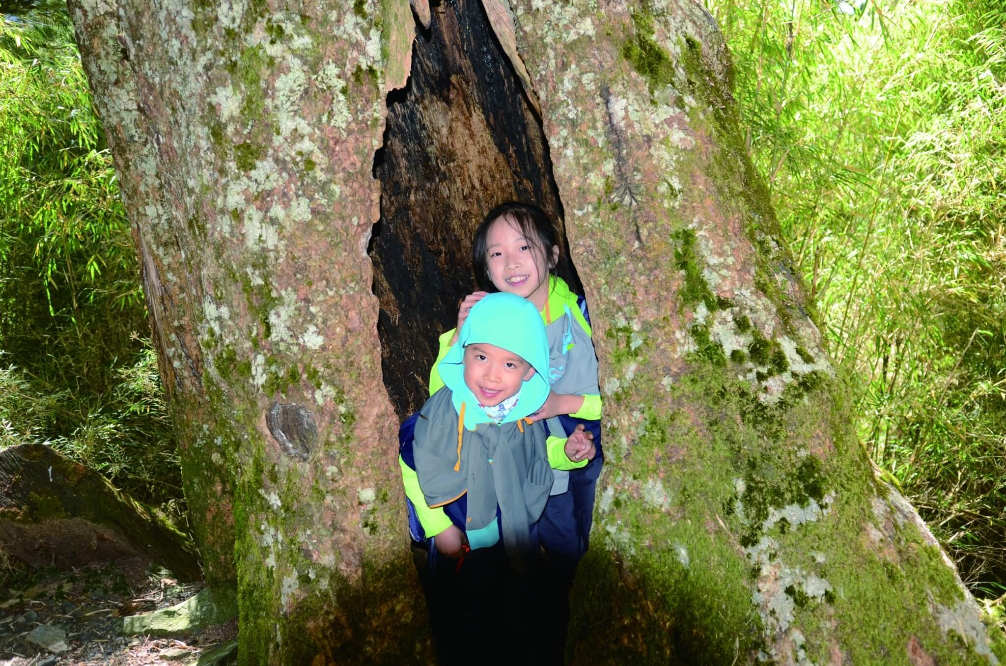在登玉山的路上,樂樂岳岳躲樹洞、找森林小精靈/胡景程 攝