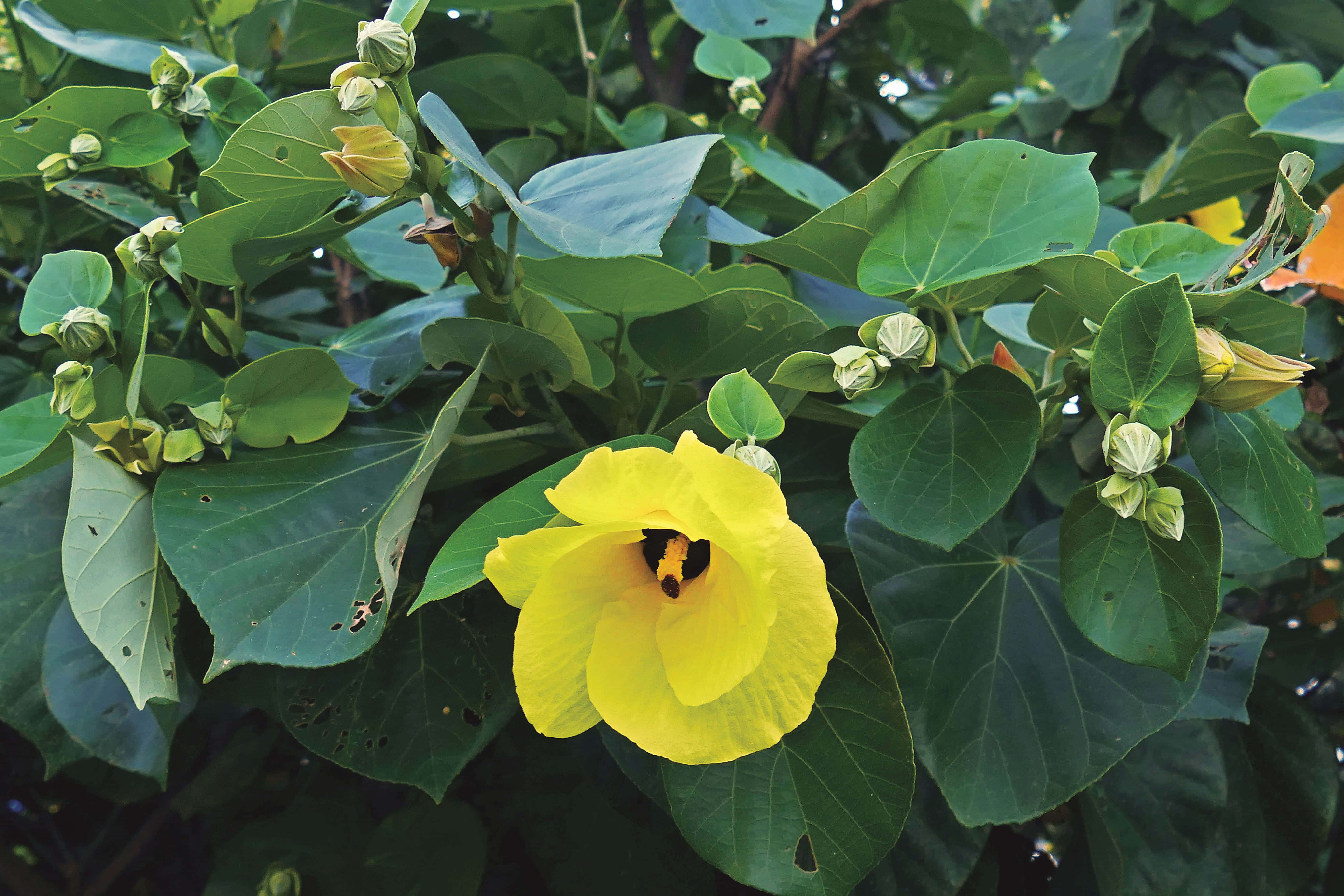 黃槿──海濱環境常見的植物,全身都是寶,可以製作各式各樣的童玩/鄭清海 攝