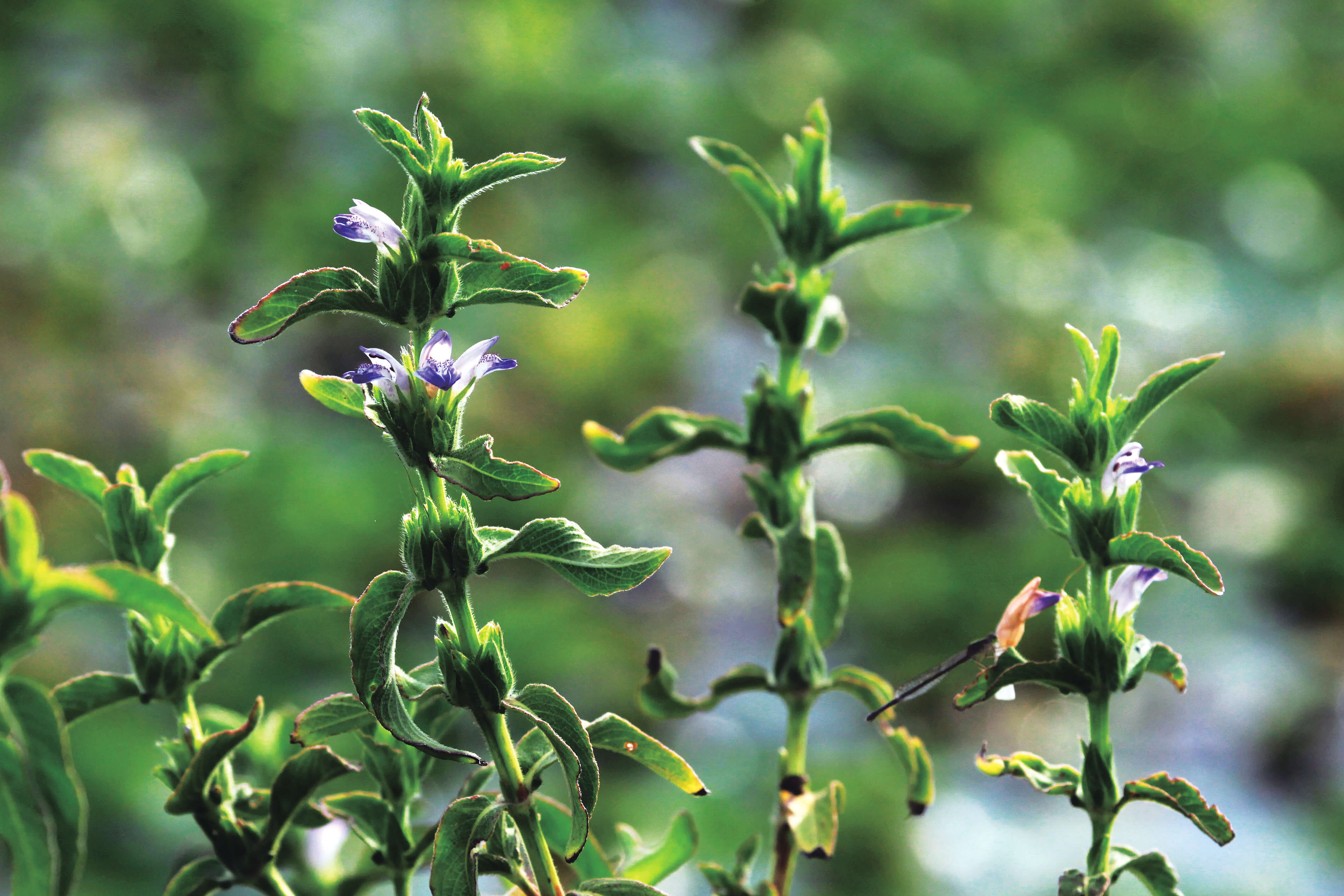 大安水蓑衣──高美濕地最著名的植物/鄭清海 攝