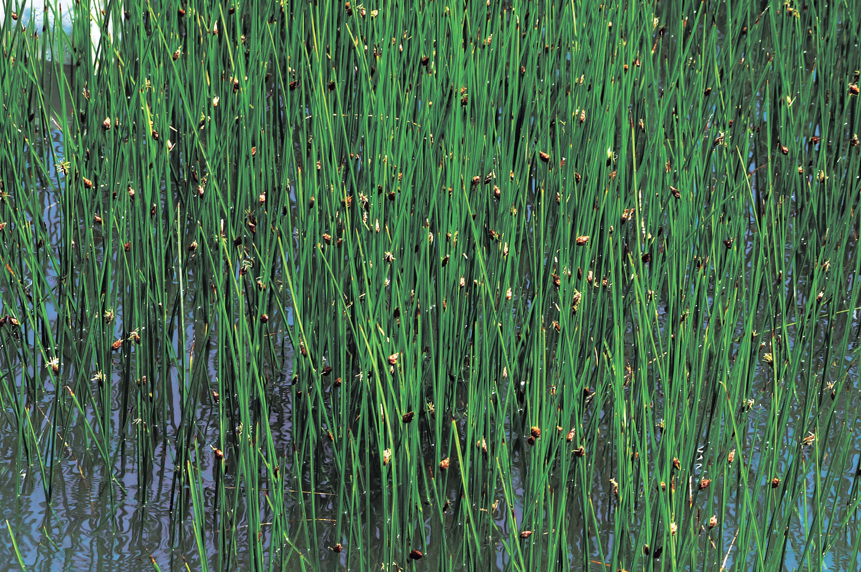 雲林莞草──臺灣瀕臨絕種的珍貴植物/鄭清海 攝