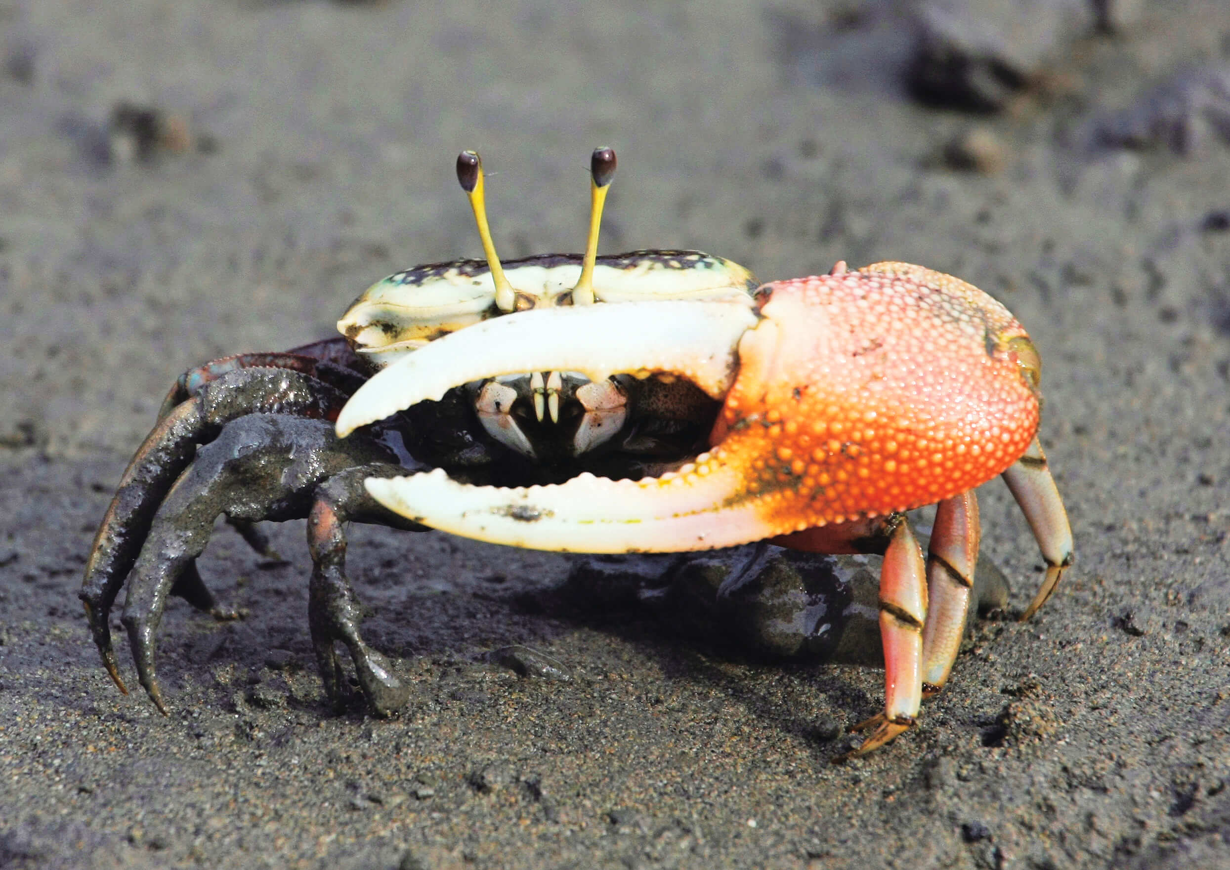 弧邊招潮蟹-總共有五對腳,包含特化的螯足。王美鳳 攝
