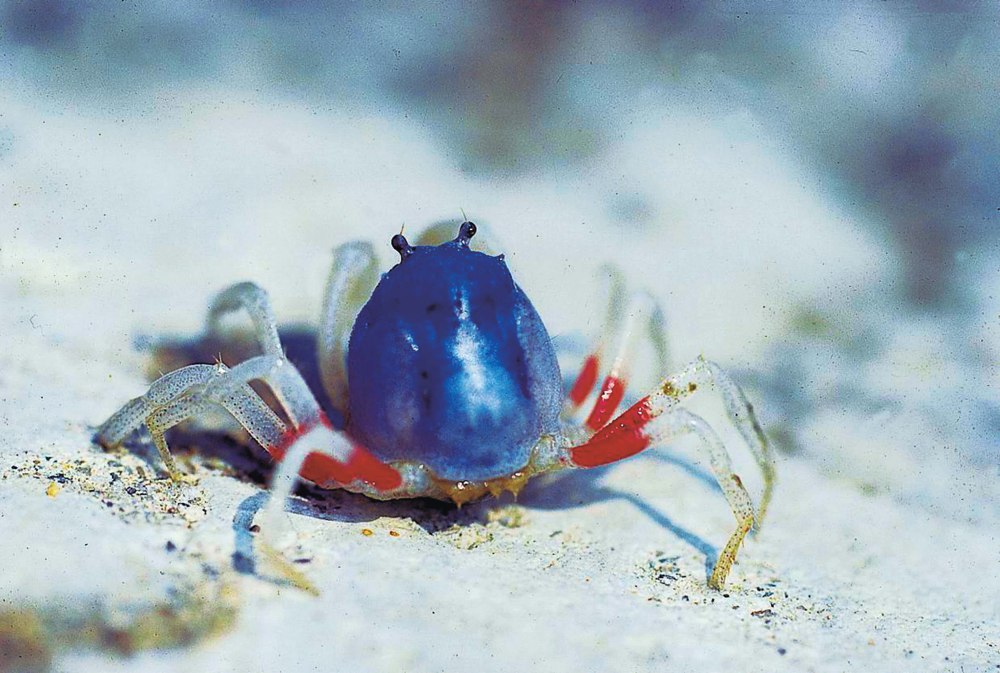 短指和尚蟹-能直著走的螃蟹。鄭清海 攝