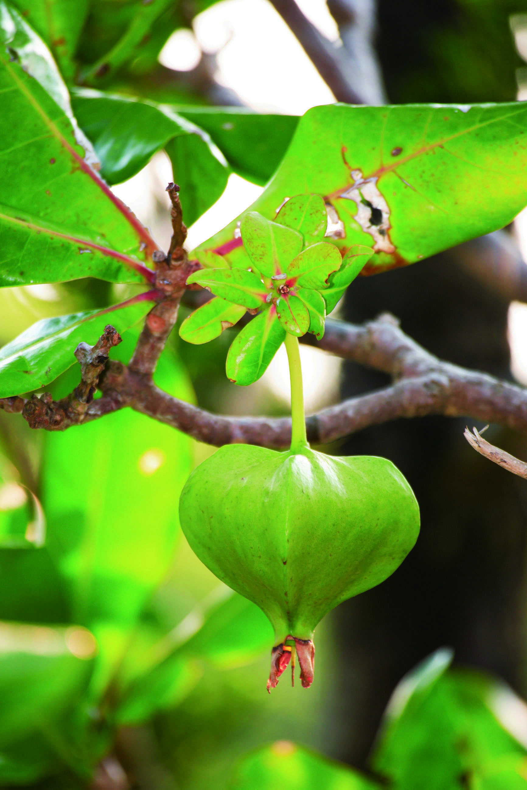 棋盤腳果實外覆蠟質，中外果皮富含纖維與木栓／墾管處提供