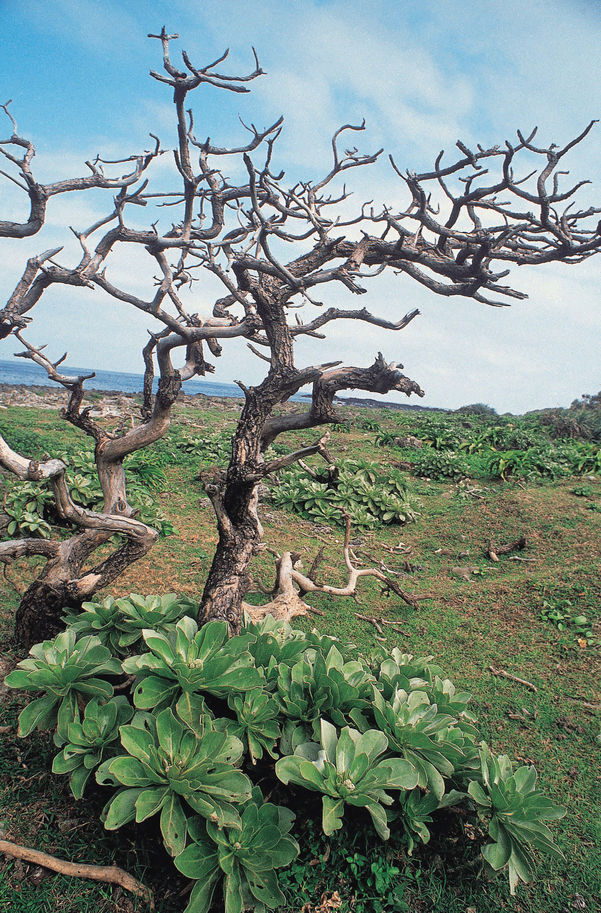 白水木的樹形深具個性／墾管處提供
