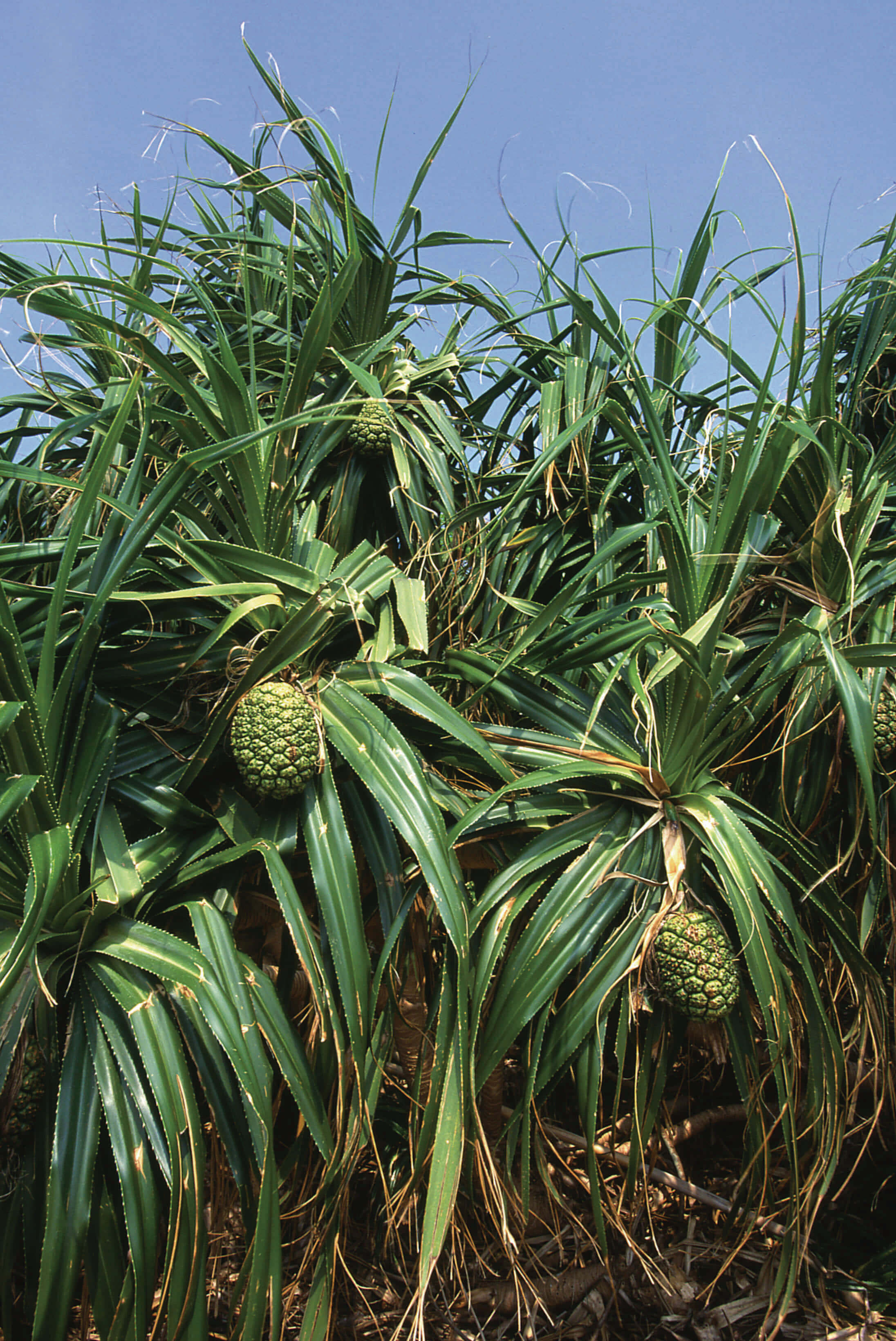 林投果實帶有鳳梨的神韻／墾管處提供