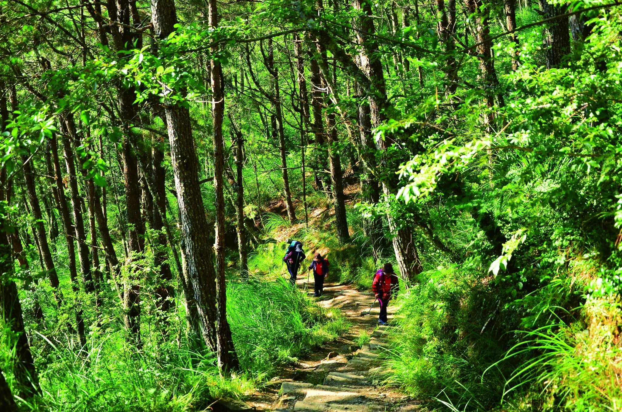 當我們拜訪大自然時,應時刻謹記留下最少的足跡/林野攝