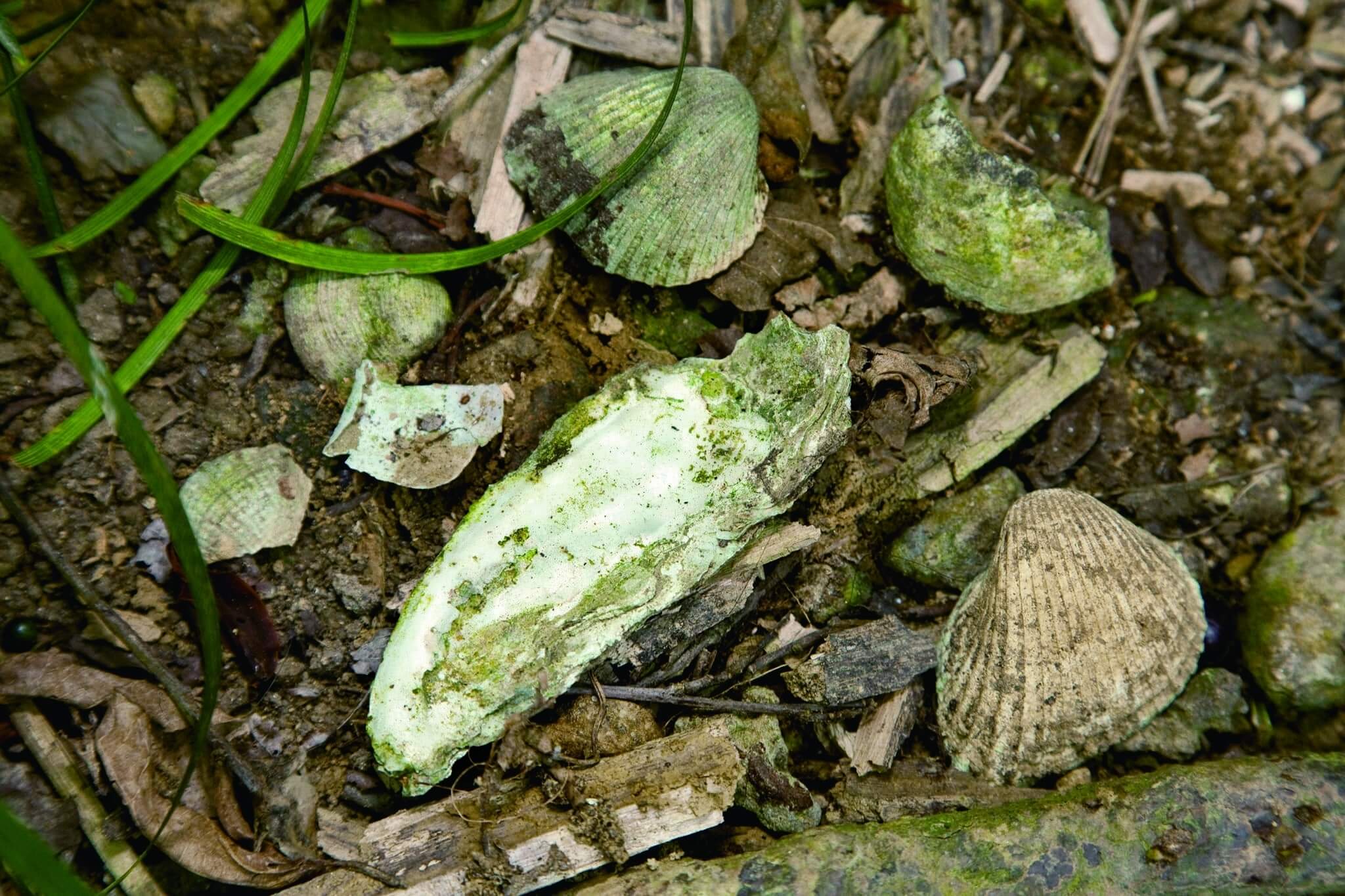 小溪貝塚是壽山的重要史前遺跡