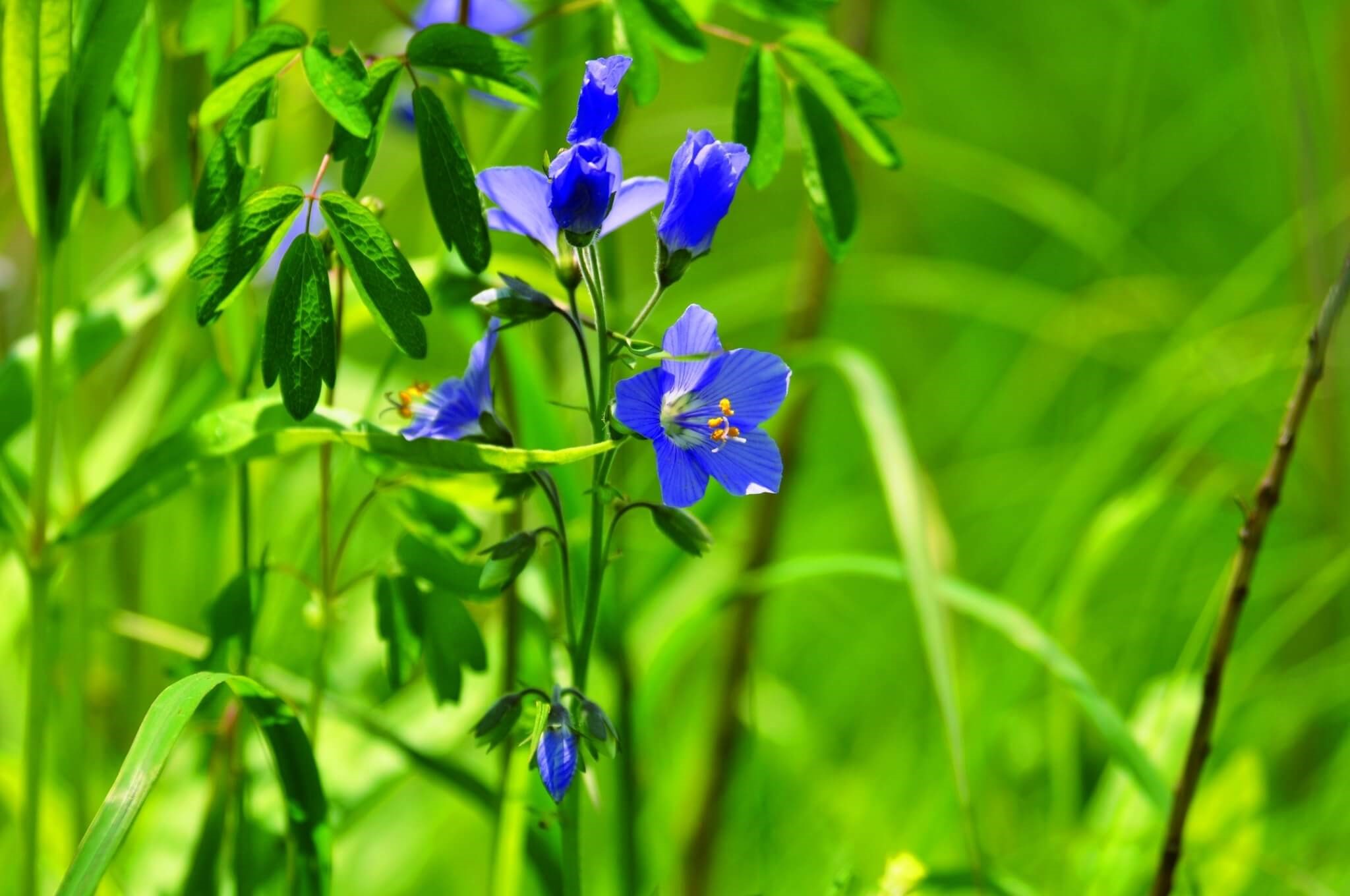有濕原貴婦人之稱的「釧路花忍」／環境省釧路濕原自然保護官事務所　提供