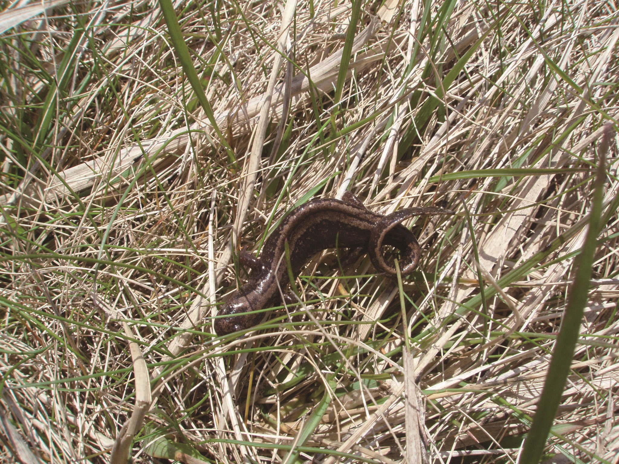 蝦夷山椒魚／環境省釧路濕原自然保護官事務所　提供