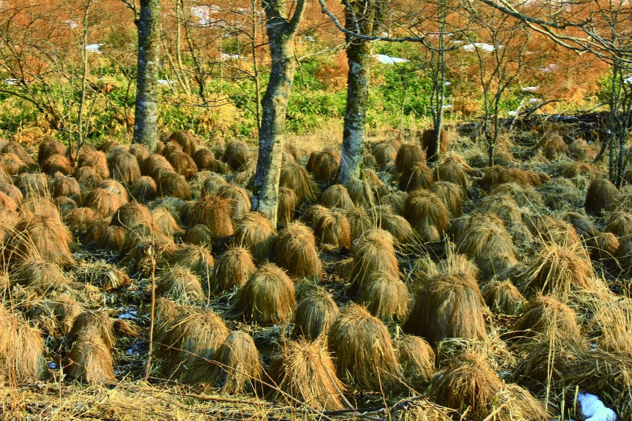 谷地坊主／ドンベイ 攝，來源：www.photo-ac.commaindetail958077title=%E8%B0%B7%E5%9C%B0%E5%9D%8A%E4%B8%BB
