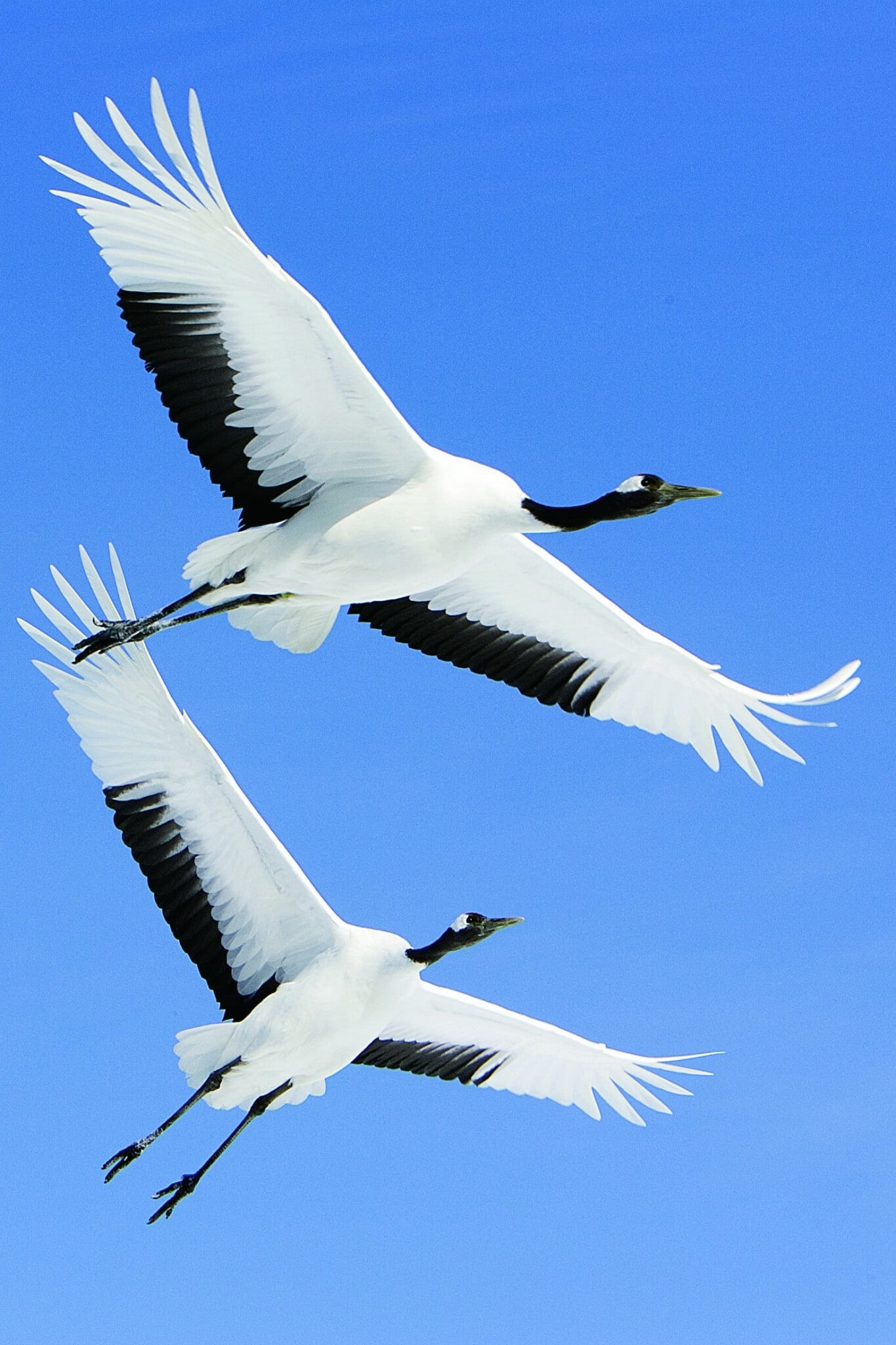 丹頂鶴／ Spaceaero2 攝，來源：commons.wikimedia.orgwikiFileGrus_japonensis_in_flight_at_Akan_International_Crane_Center.jpg 
