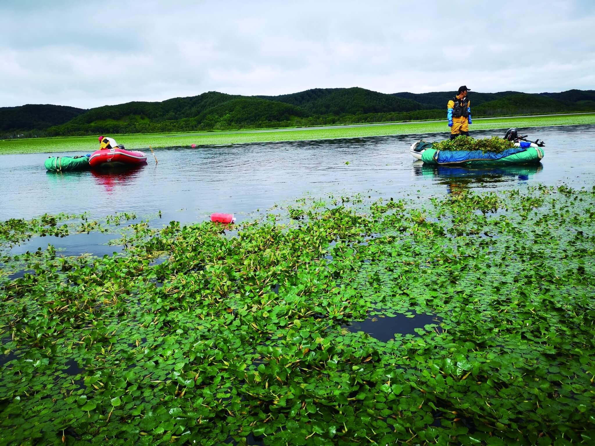 清除沼中的丘角菱／環境省釧路濕原自然保護官事務所　提供