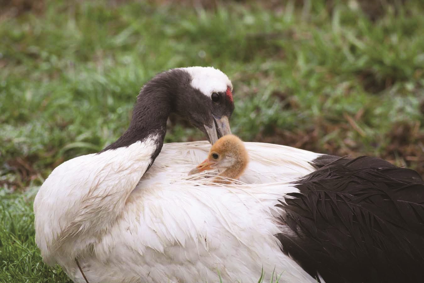 多年努力下，釧路濕原迎回了更多新生命／環境省釧路濕原自然保護官事務所　提供