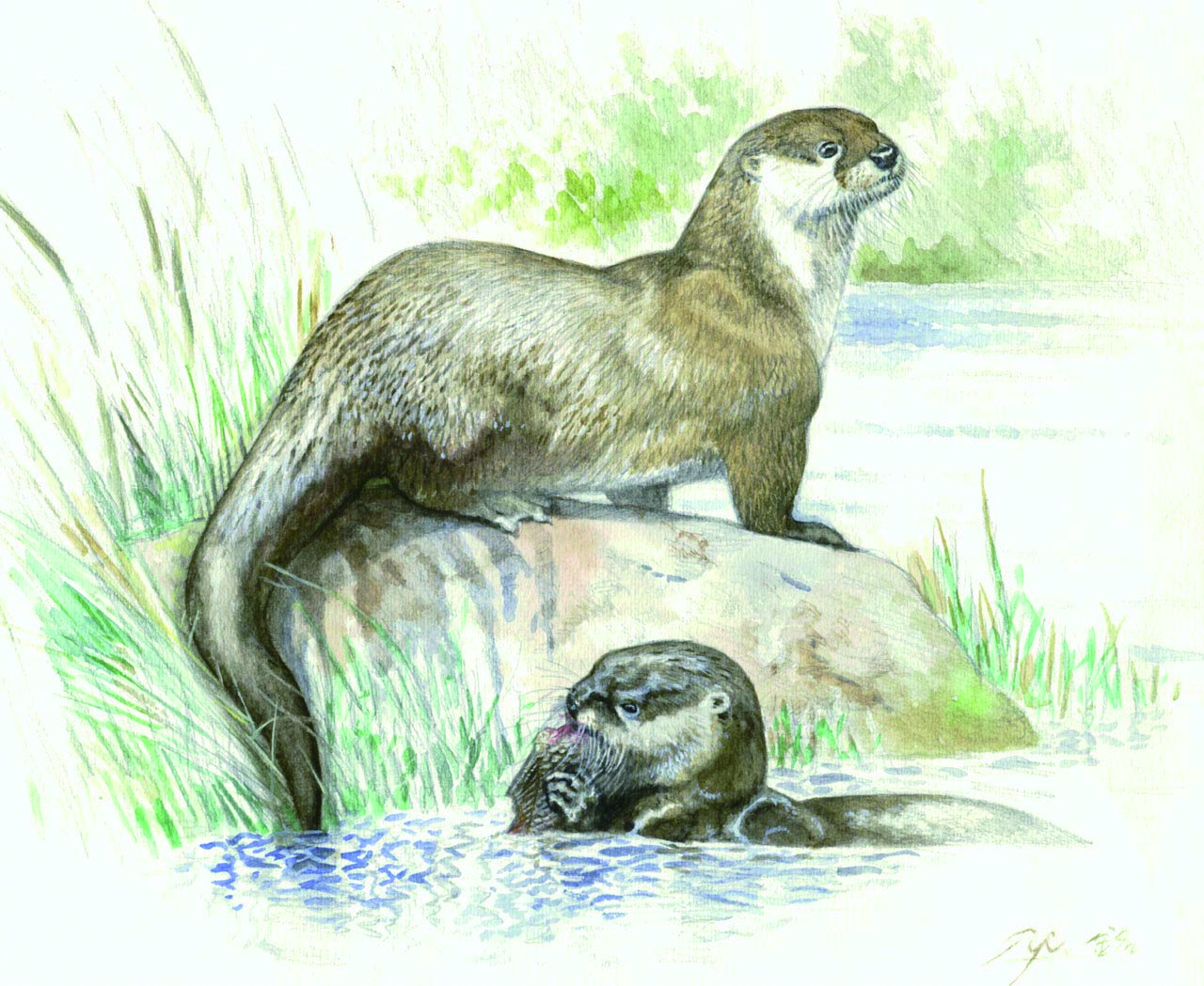 歐亞水獺／水彩、鉛筆／陳一銘 繪