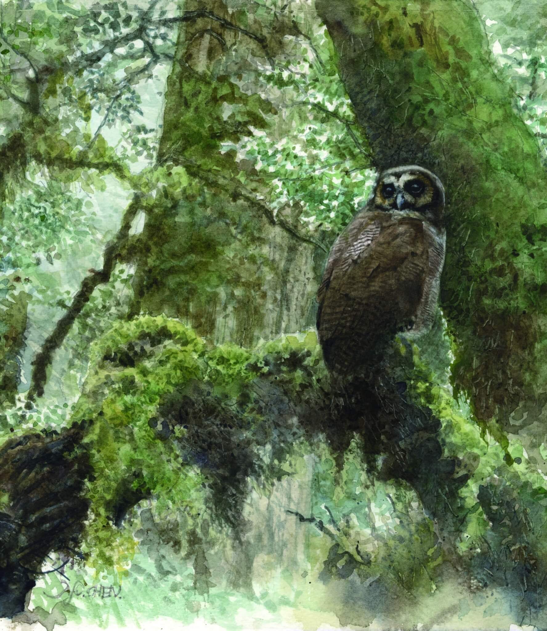 褐林梟／水彩／陳一銘 繪