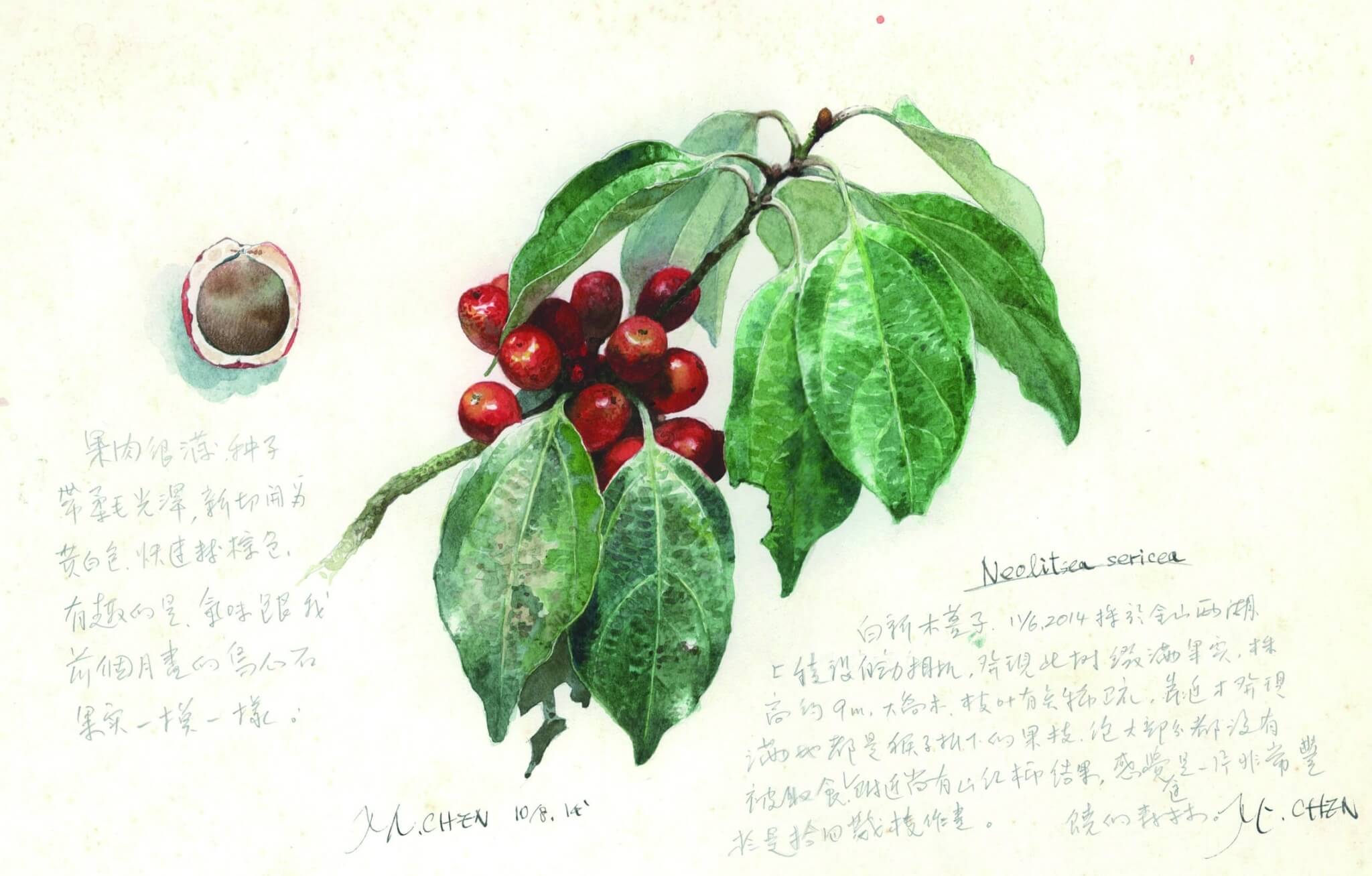 植物寫生——白新木薑子／水彩／陳一銘 繪