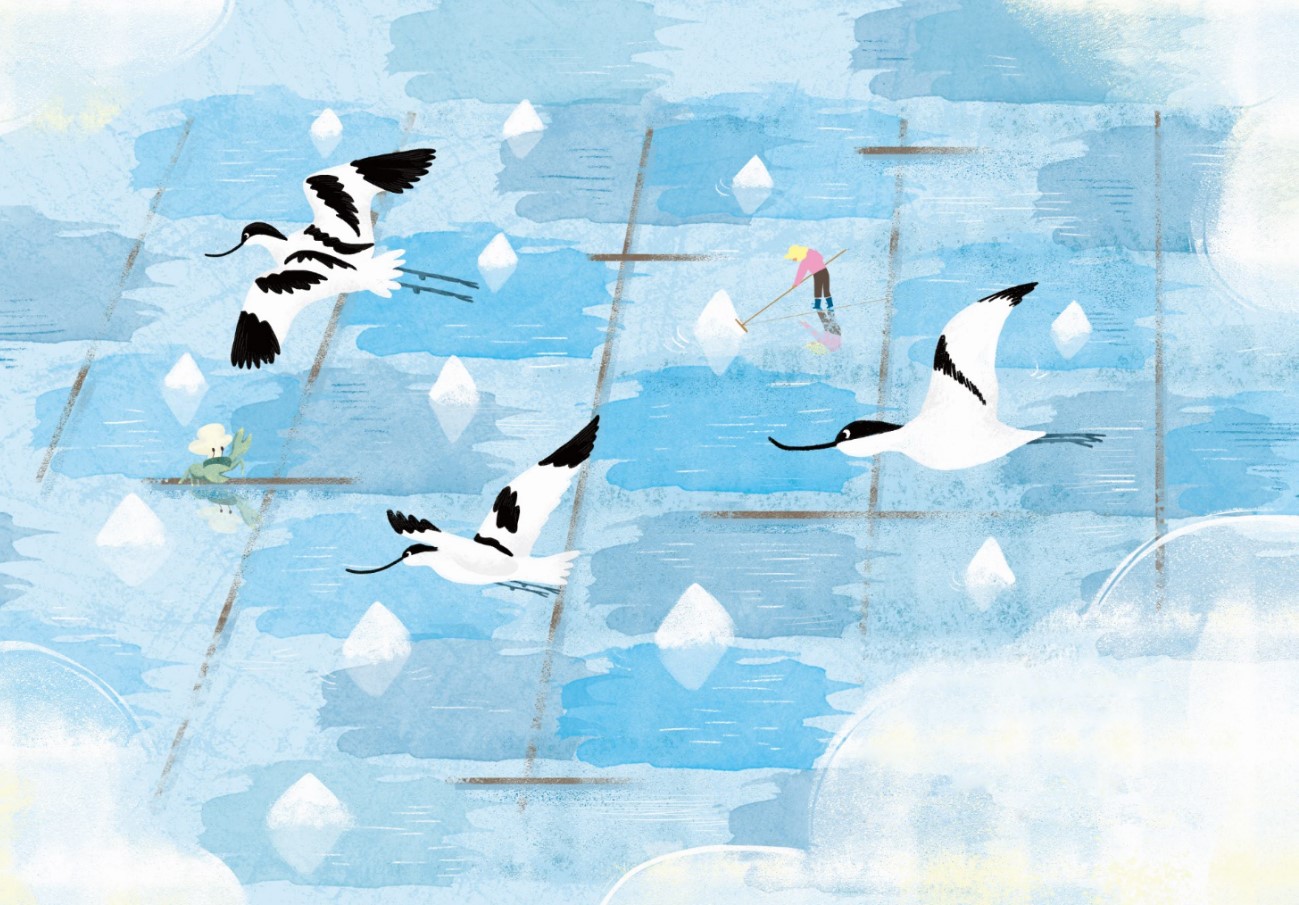 《台江鳥達人》親子共讀繪本插畫