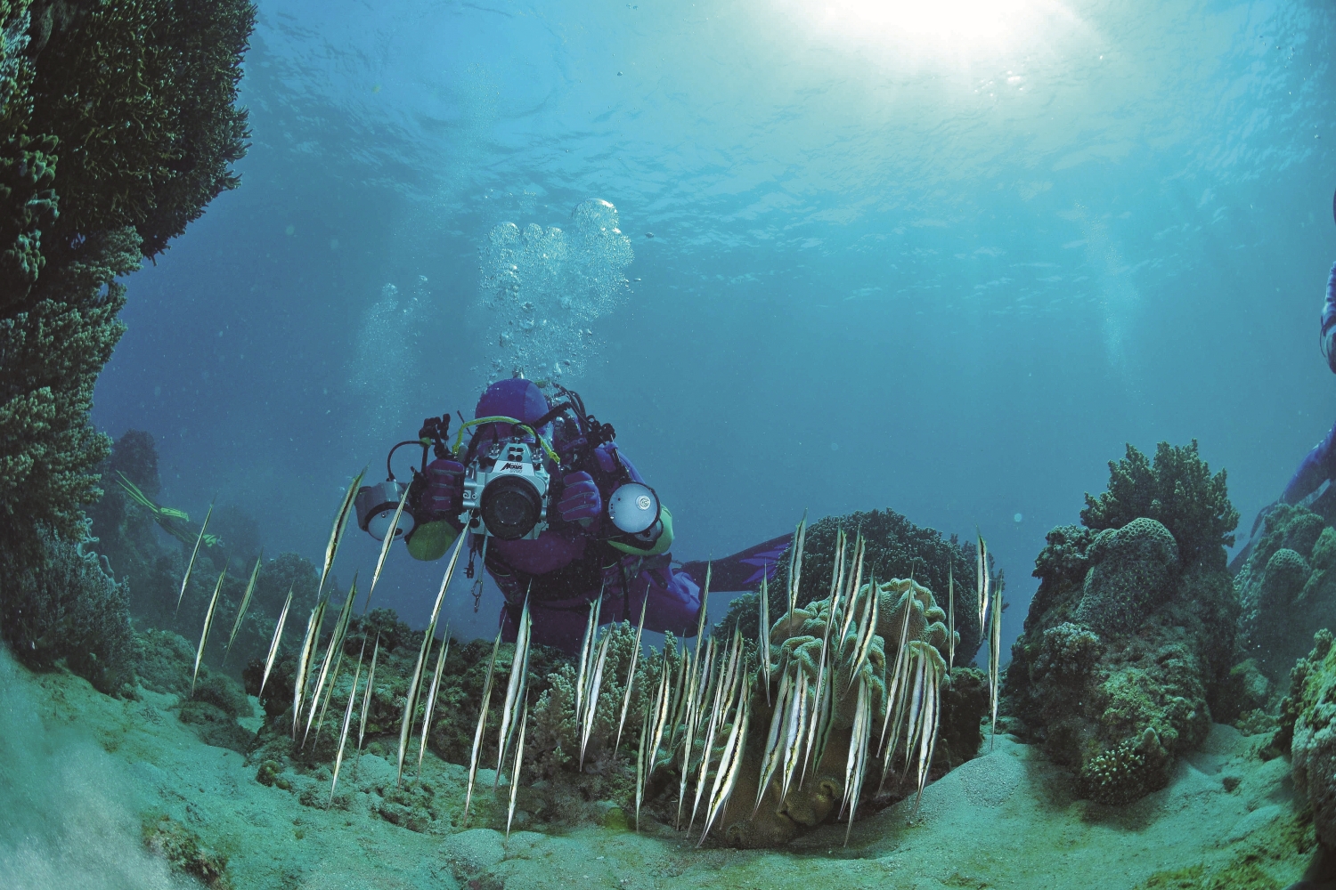 水中攝影的門檻雖高,但取得好照片的成就感也無與倫比/黃興倬 提供