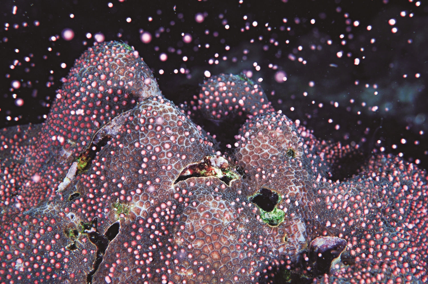 正因為有這群水中攝影愛好者,讓人們不潛水也能一窺珍貴的珊
瑚產卵畫面/黃興倬 提供