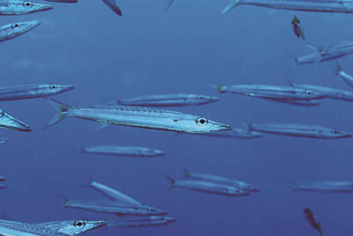 總是成群結隊的墾丁金梭魚