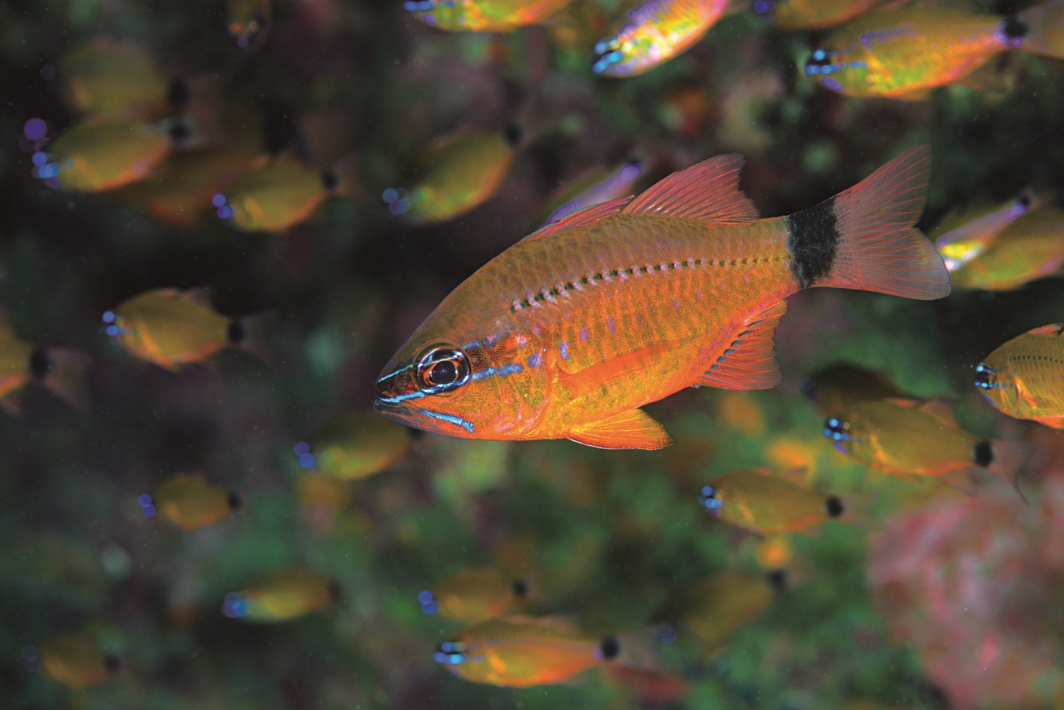 黃天竺鯛的亮藍色眼影看起來十分時尚