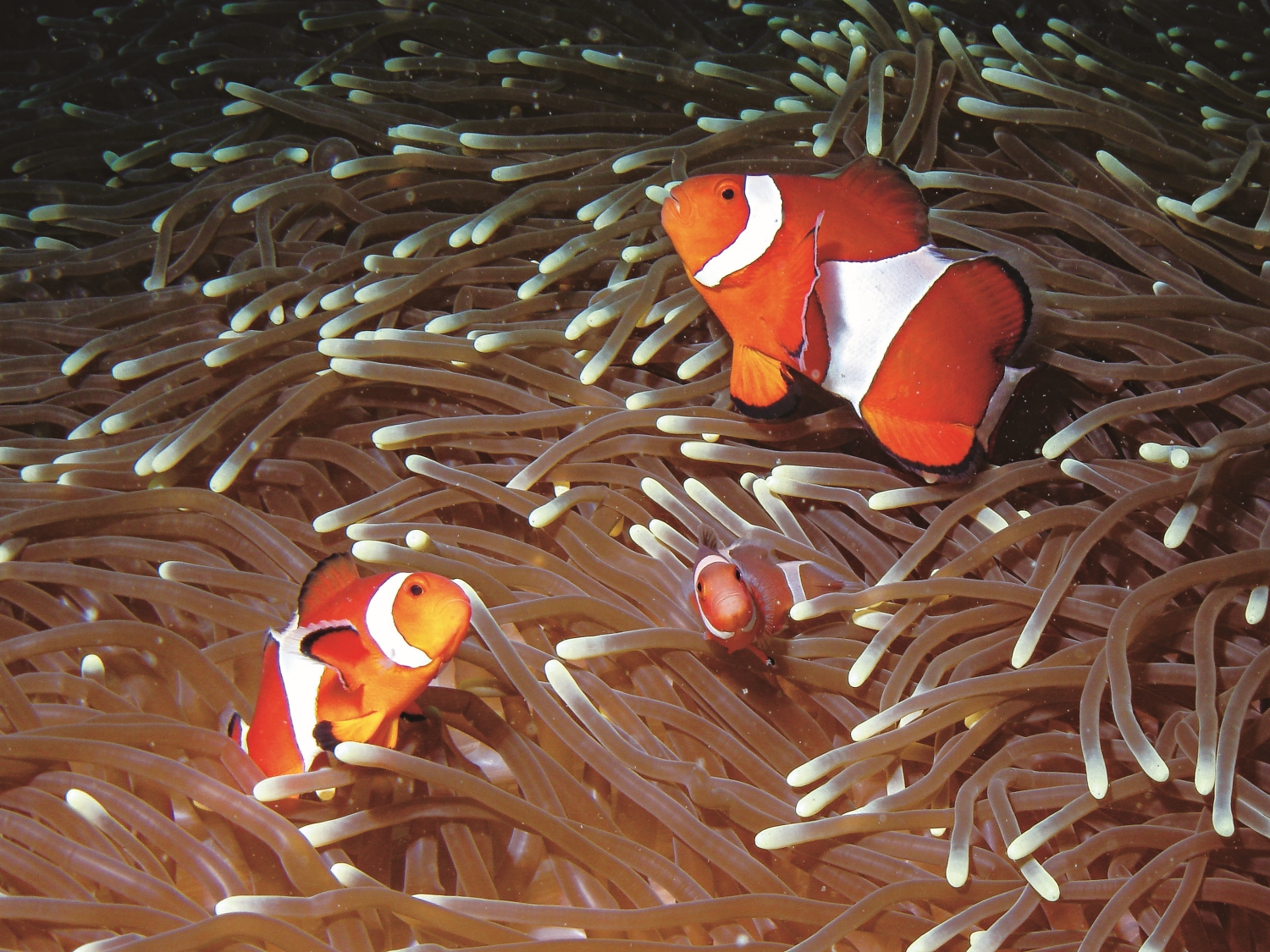 在墾丁海域就能見到動畫中的大明星──小丑魚