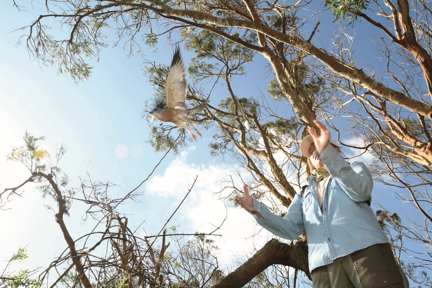 在赤腹鷹身上掛載衛星發報器後放飛,是鷹況研究重要的一環/墾管處 提供