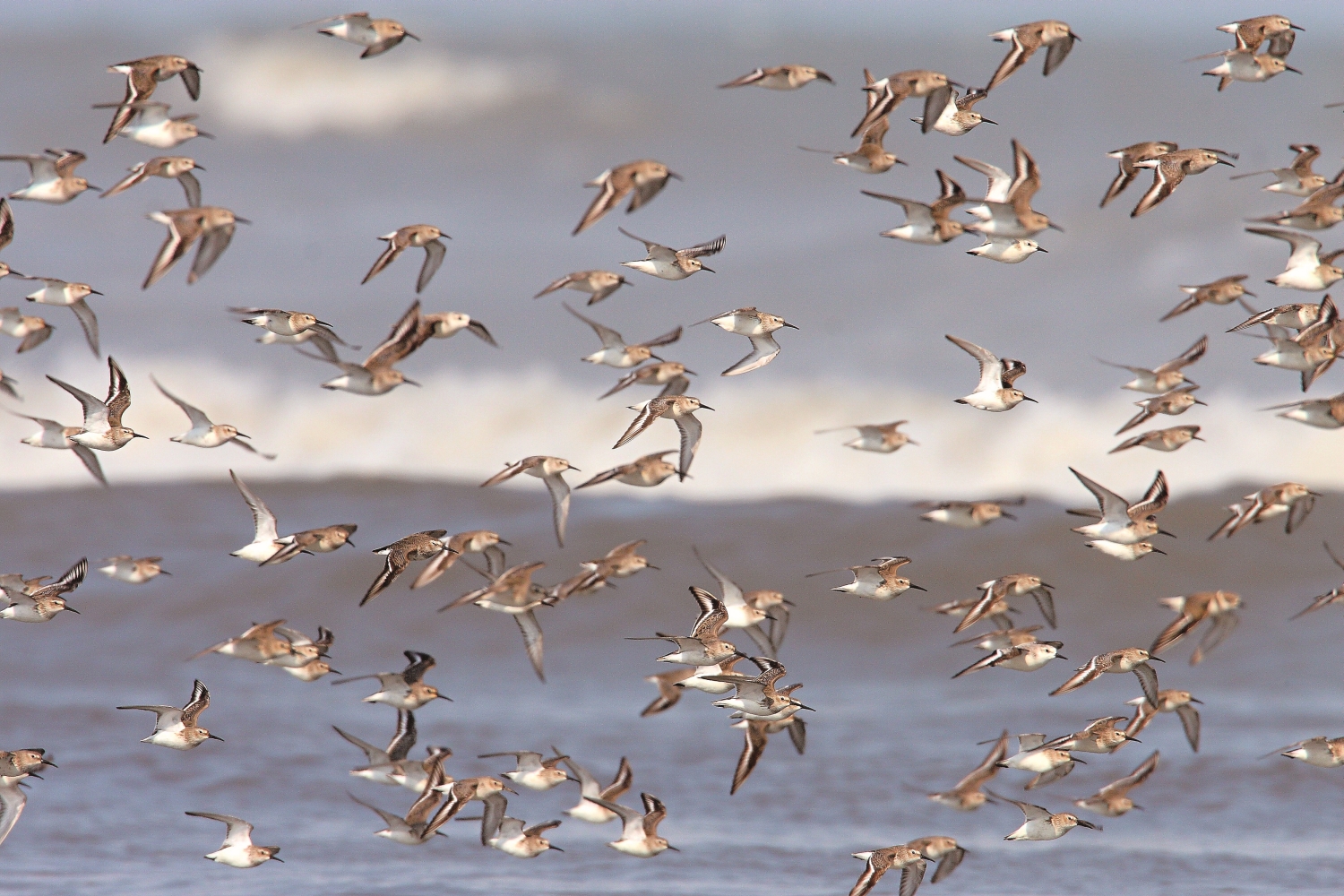 黑腹濱鷸群飛／蔡木寬 攝