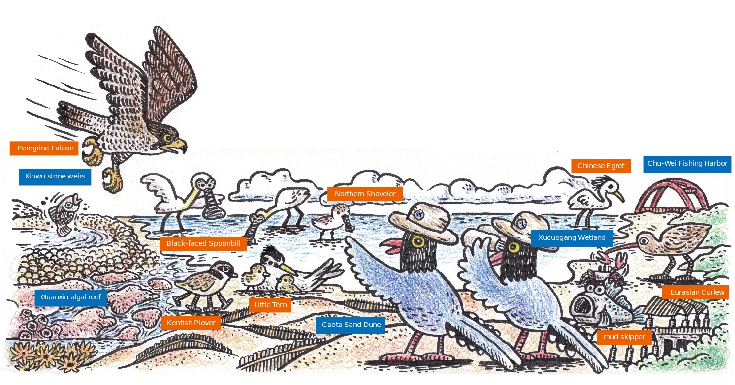 桃園海岸生態亮點／桃園市野鳥學會 提供（沈恩民 繪）