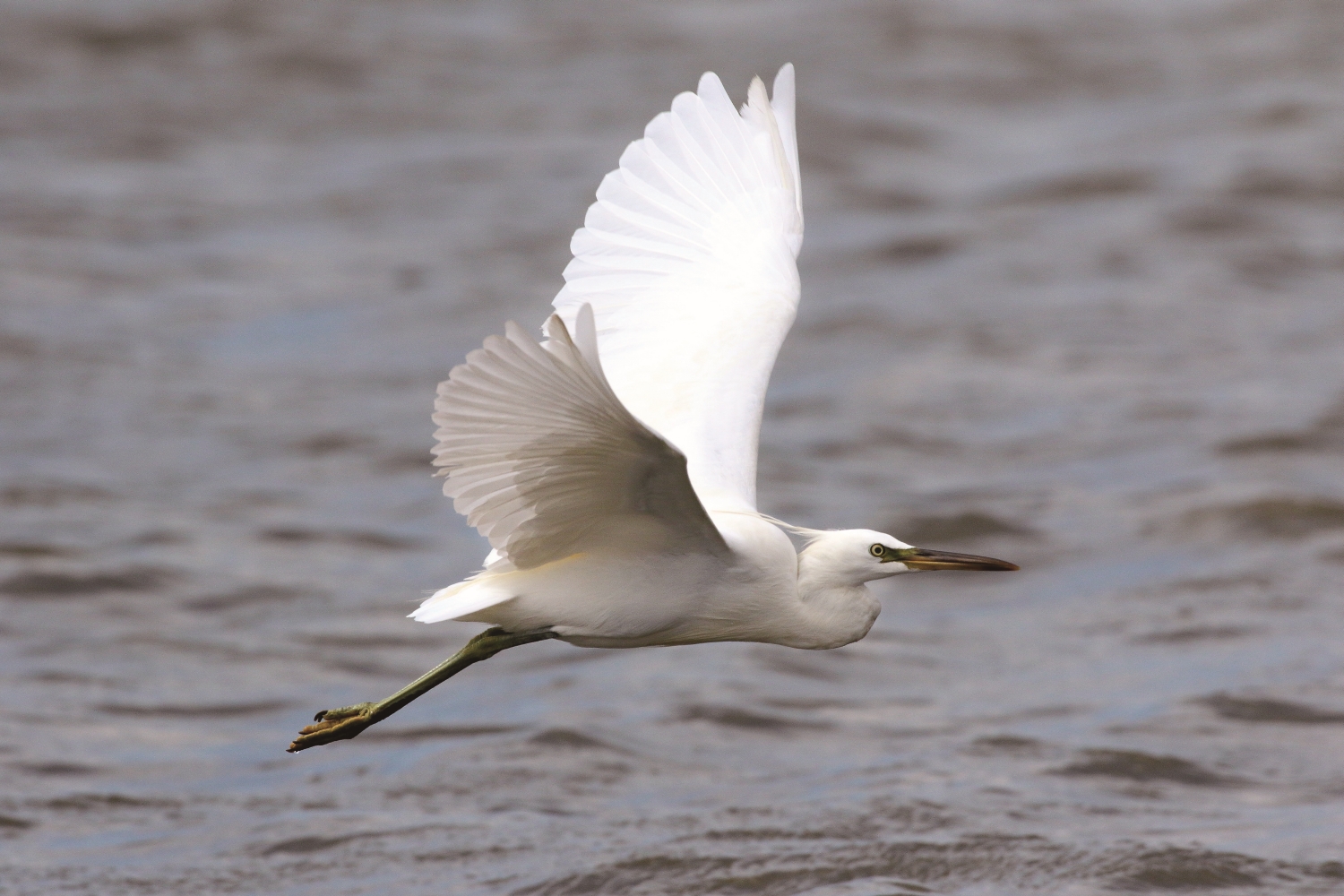濕地的野鳥-唐白鷺