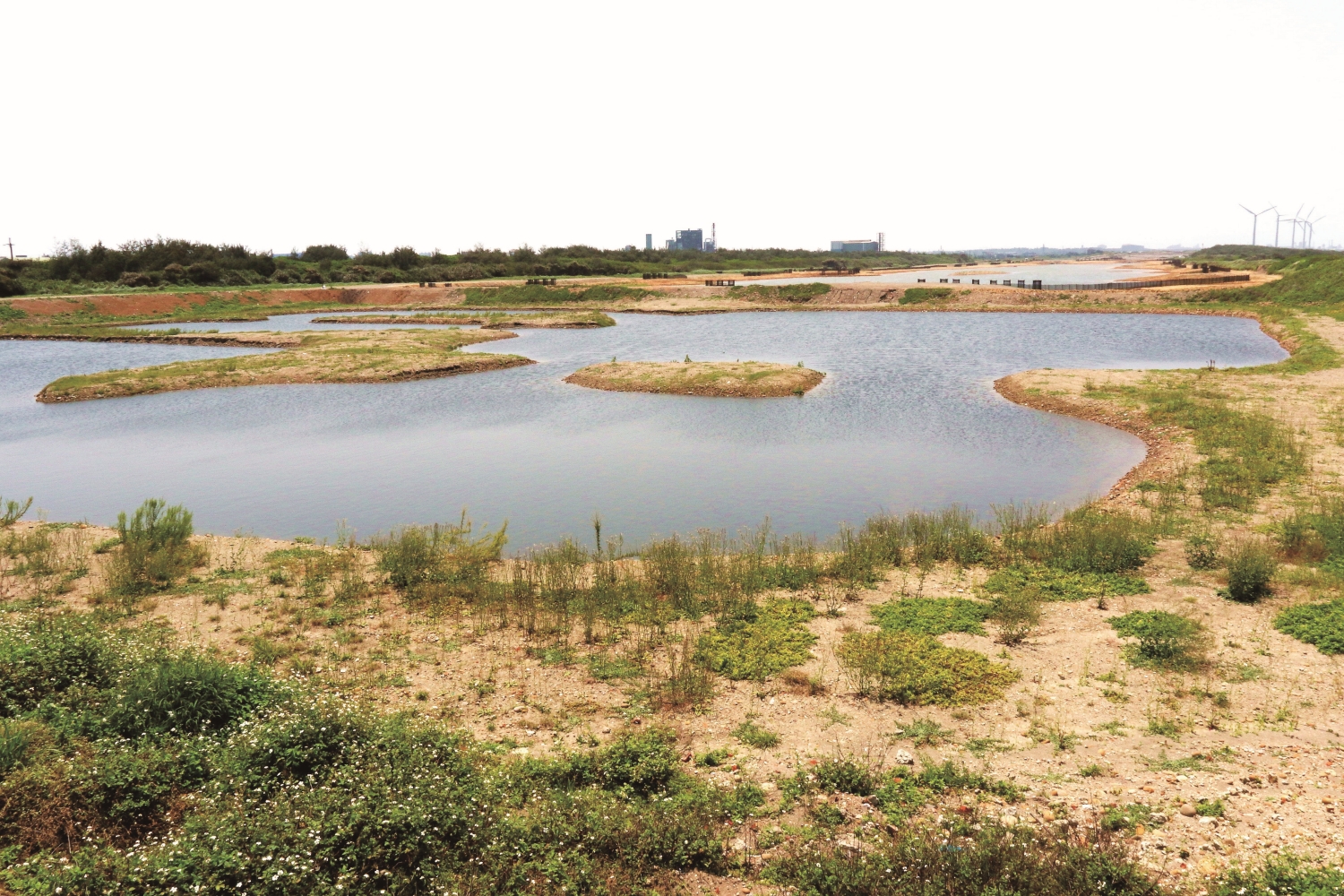 新街溪與老街溪之間的魚塭區收回後，復育營造工程第一期完成現況（2020 年）／蔡木寬 攝