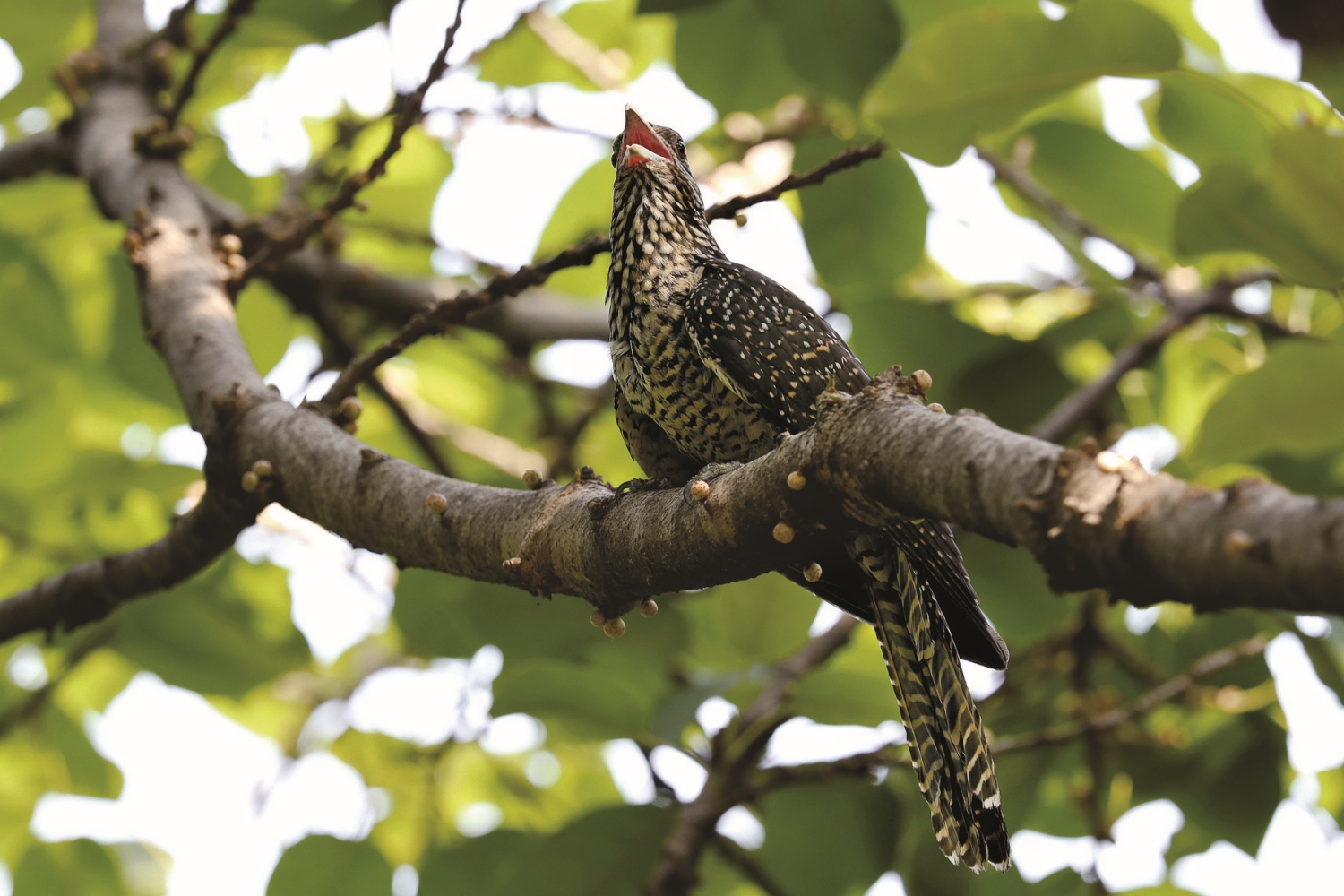 噪鵑母鳥／ lonelyshrimp 提供（來源：https://www.flickr.com/
photos/lonelyshrimp/39912337482）