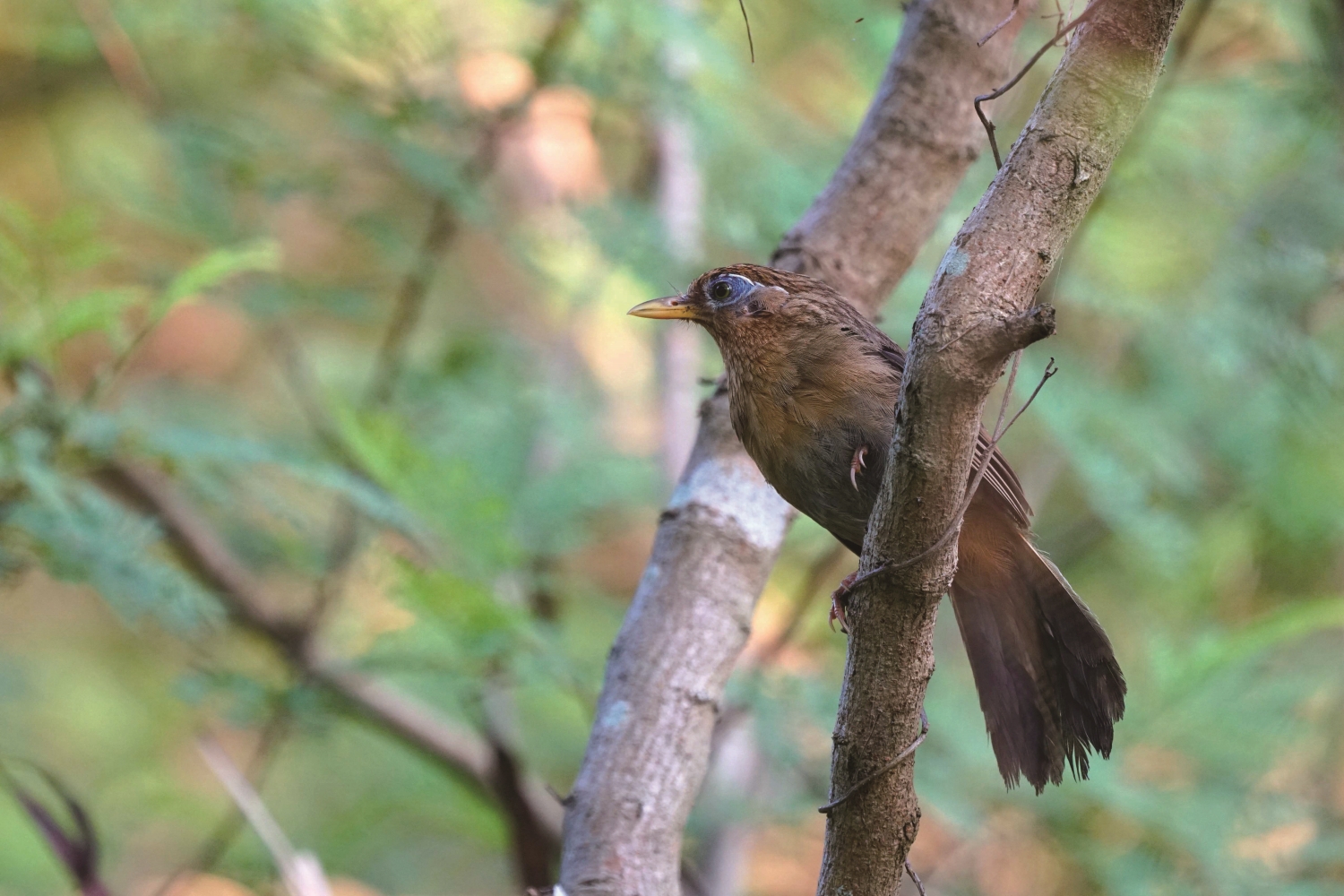 大陸畫眉／王力平 攝