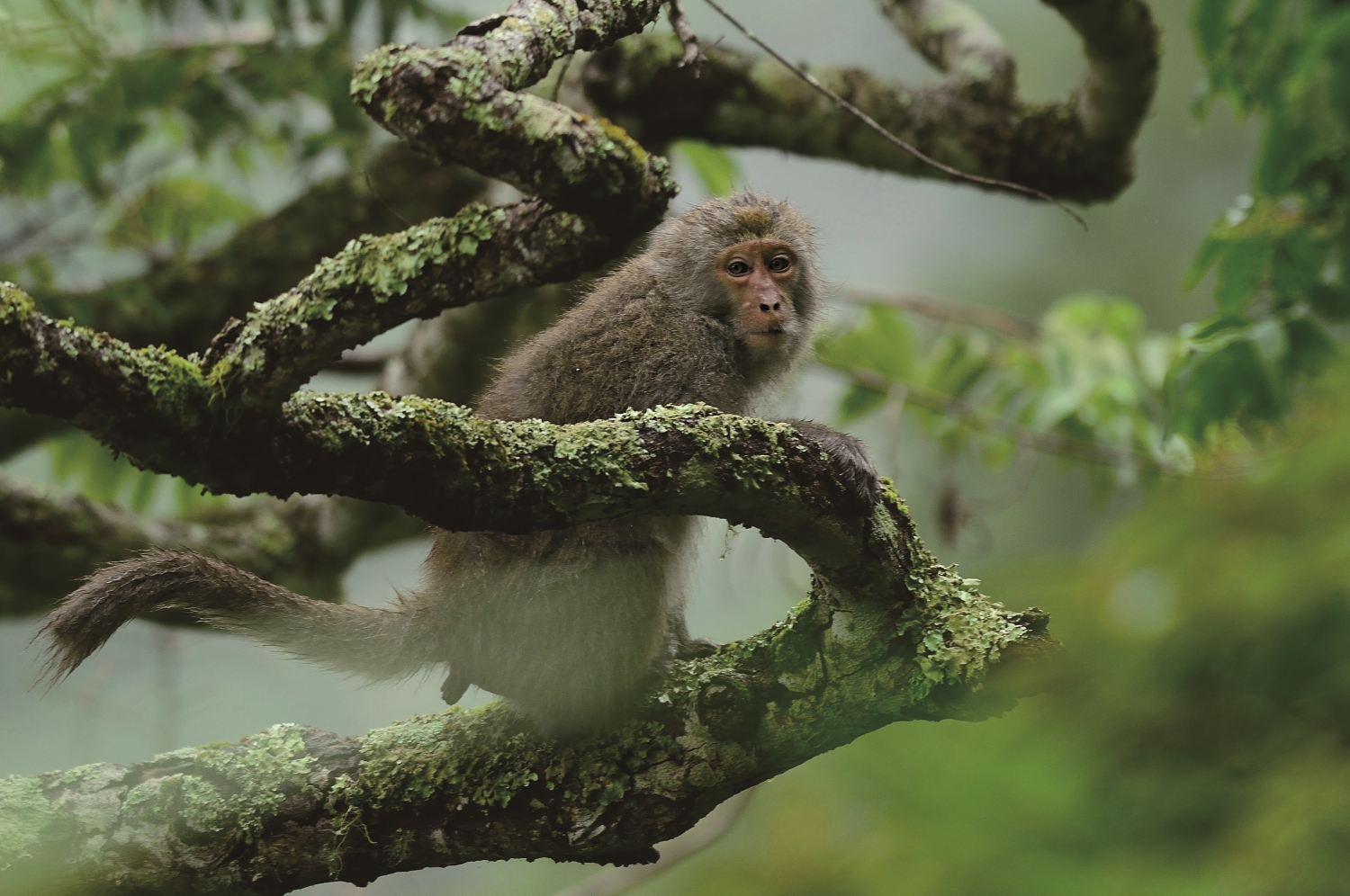 臺灣獼猴／ 慈心有機農業發展基金會 提供（林青峰 攝）